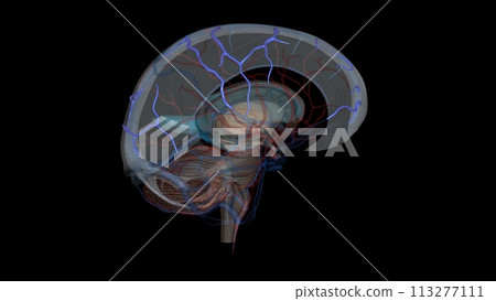 The superior cerebral veins drain the superior portion of the cerebral cortex 113277111