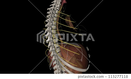 They receive efferent lymphatic vessels running around the intercostal space and emerging from between the muscles 113277118