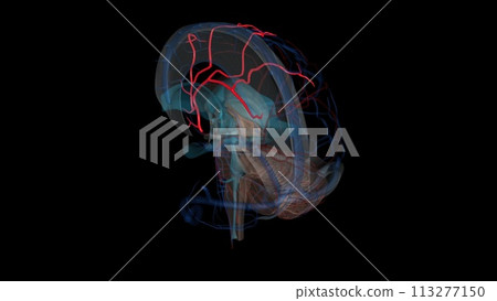 The anterior cerebral artery is the terminal branch of the communicating segment (C7) of the internal carotid artery The anterior cerebral artery is the terminal branch of the communicating segment (C7) of the internal carotid artery 113277150