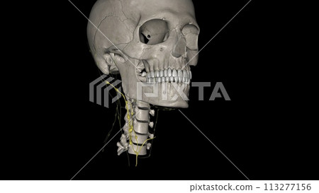 The internal jugular vein is a paired venous structure that collects blood from the brain, superficial regions of the face, and neck The internal jugular vein is a paired venous structure that collects blood from the brain, superficial regions of the face, and neck 113277156