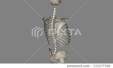 The ligamenta flava are a series of ligaments that connect the ventral parts of the laminae of adjacent vertebrae The ligamenta flava are a series of ligaments that connect the ventral parts of the laminae of adjacent vertebrae 113277166