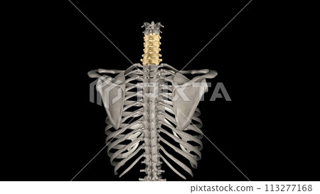 The cervical spine (neck region) consists of seven bones (C1-C7 vertebrae), 113277168