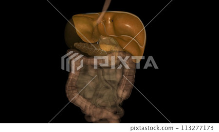 The liver is an organ about the size of a football 113277173