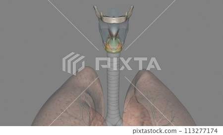 The cricoid cartilage is a hyaline cartilage ring 113277174