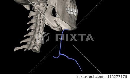 The anterior jugular vein is a paired blood vessel that drains the anterior aspect of the neck The anterior jugular vein is a paired blood vessel that drains the anterior aspect of the neck 113277176
