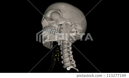 Superior deep cervical Iymph nodes 113277199