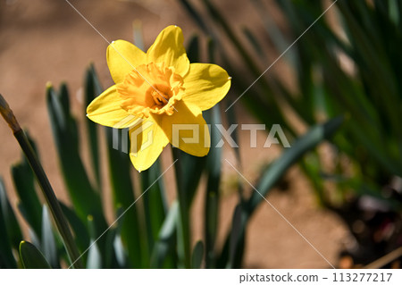 Narcissus 113277217