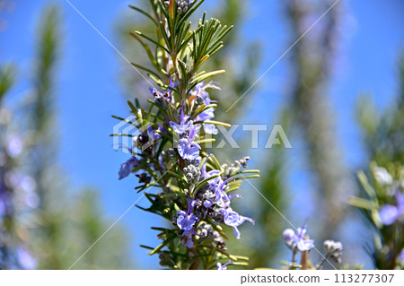 Rosemary	 113277307