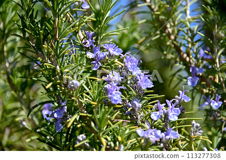 Rosemary	 113277308