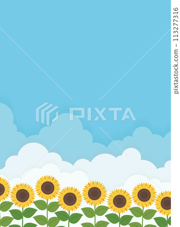 Summer landscape with blue sky and sunflower field 113277316