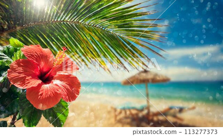 Hibiscus blooming on a tropical beach (AI generated material) 113277373
