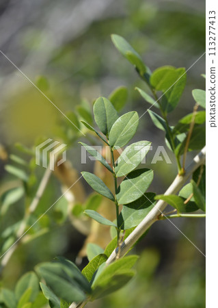 Bladder senna Bladder senna 113277413