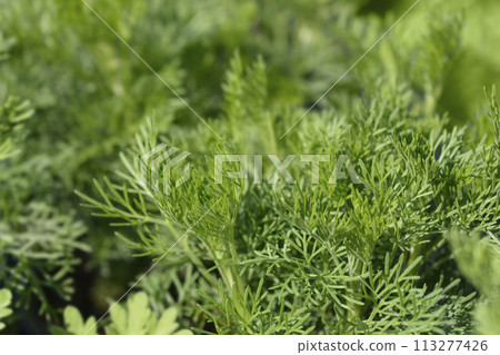 Southern wormwood 113277426