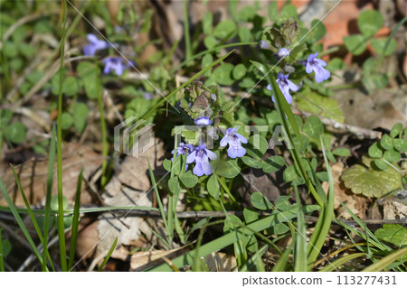 Ground ivy Ground ivy 113277431