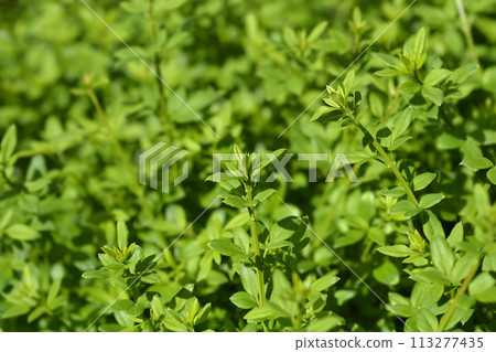 Winter jasmine Winter jasmine 113277435