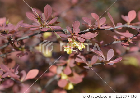 Purple Japanese barberry Purple Japanese barberry 113277436