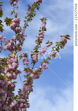 Japanese flowering cherry Kanzan 113277438
