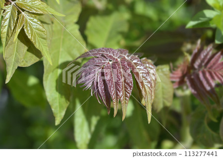Tree of heaven 113277441