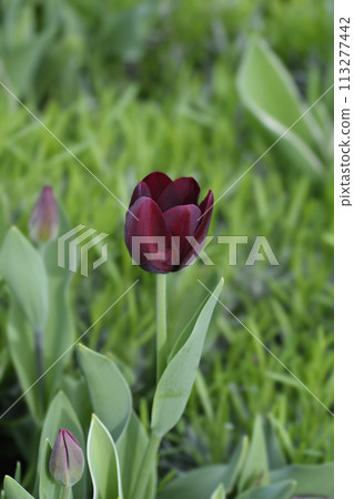 Tulip Ronaldo 113277442