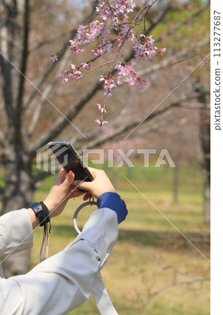 拍攝櫻花 用智慧型手機拍攝櫻花 拍攝櫻花 用智慧型手機拍攝櫻花 113277687