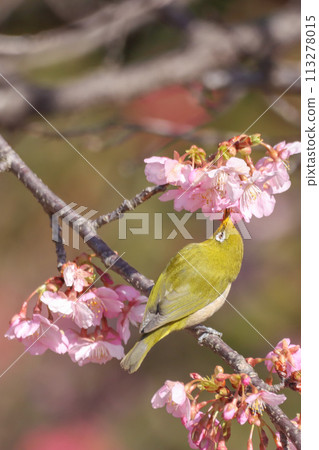Sakura and mezzo 113278015