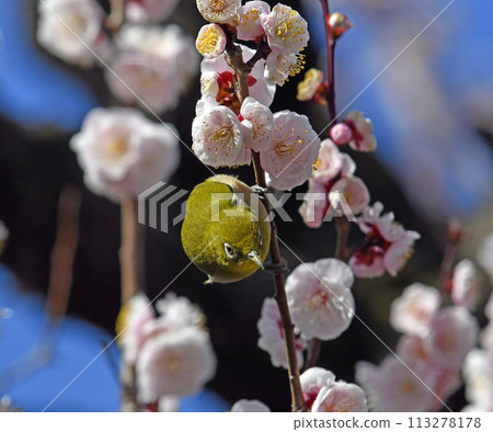 White-eye on a white plum blossom in full bloom (spring image) (heartwarming image) White-eye on a white plum blossom in full bloom (spring image) (heartwarming image) 113278178