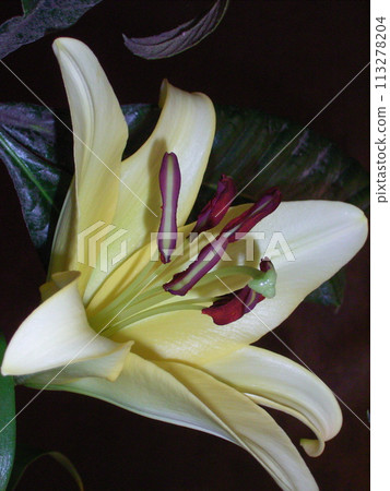 Oriental Hybrid Yellow Casablanca Concador Oriental Hybrid Yellow Casablanca Concador 113278204