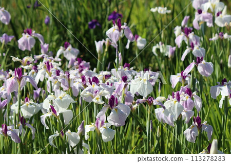 The soft morning sunlight pours down on the iris garden - Part 1 The soft morning sunlight pours down on the iris garden - Part 1 113278283