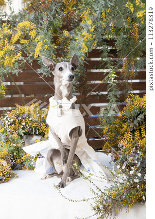 含羞草和義大利灰狗 113278319