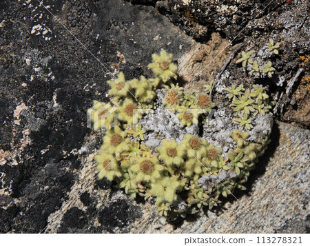 Yellow furry flowrs growing on Kala Patthar, Nepal. Yellow furry flowrs growing on Kala Patthar, Nepal. 113278321