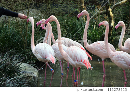 Flamingo  113278323