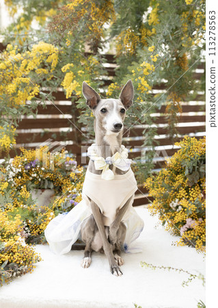 Mimosa and the Italian Greyhound 113278563