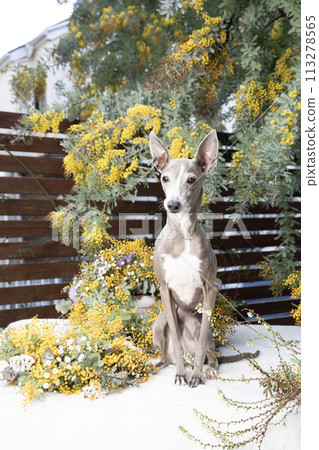 Mimosa and the Italian Greyhound Mimosa and the Italian Greyhound 113278565