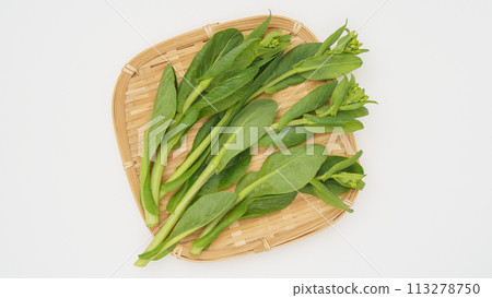 小松帶芽（小松油菜花） 113278750