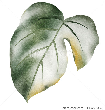 Tropical foliage watercolor set. Monstera leaves and jungle plants on a white background. Greenery exotic elements of fresh natural decorations. 113278832