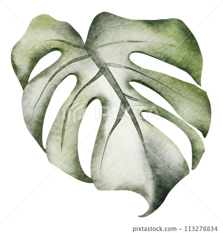 Tropical foliage watercolor set. Monstera leaves and jungle plants on a white background. Greenery exotic elements of fresh natural decorations. Tropical foliage watercolor set. Monstera leaves and jungle plants on a white background. Greenery exotic elements of fresh natural decorations. 113278834