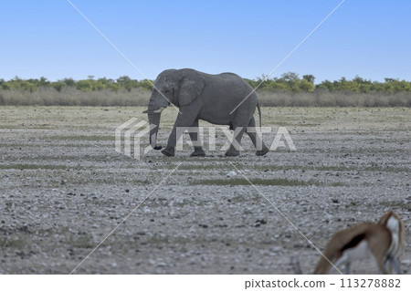 Picture of an elephant in Etosha National Park in Namibia during the day Picture of an elephant in Etosha National Park in Namibia during the day 113278882