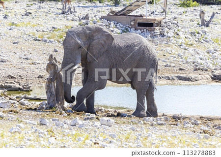 Picture of an elephant in Etosha National Park in Namibia during the day 113278883