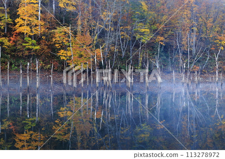 Morning fog and autumn leaves Morning fog and autumn leaves 113278972