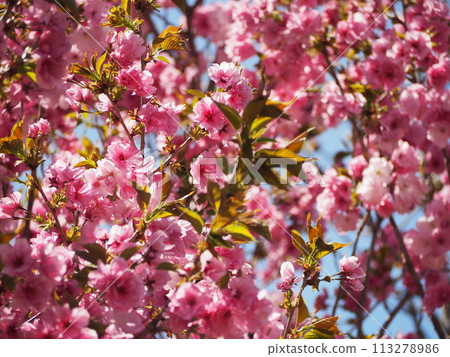Matsumae Hayazaki cherry blossoms in full bloom against the blue sky Matsumae Hayazaki cherry blossoms in full bloom against the blue sky 113278986