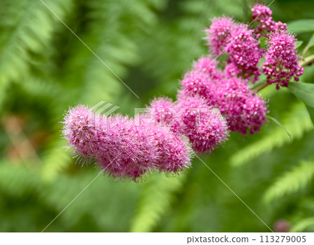 Pink flowers of a blossoming tree on green leaves blur background Pink flowers of a blossoming tree on green leaves blur background 113279005