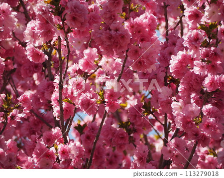 春天的花朵,櫻花,松前早崎 春天的花朵,櫻花,松前早崎 113279018