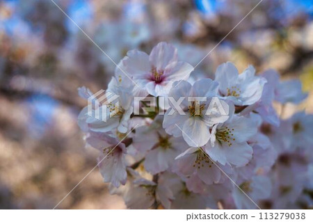 櫻桃樹盛開 櫻桃樹盛開 113279038