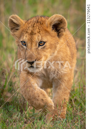 Lion cub crosses long grass lifting paw Lion cub crosses long grass lifting paw 113279041