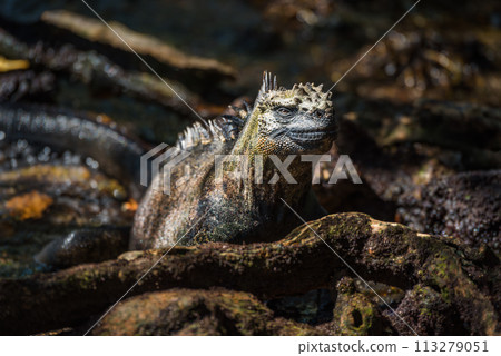 Marine iguana among roots staring at camera Marine iguana among roots staring at camera 113279051