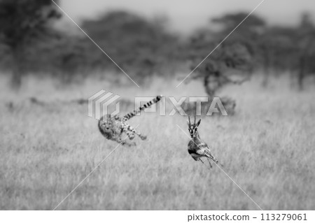 Mono cheetah chasing Thomson gazelle among thorns Mono cheetah chasing Thomson gazelle among thorns 113279061