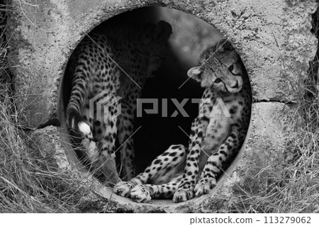 Mono cheetah cub in pipe with another Mono cheetah cub in pipe with another 113279062