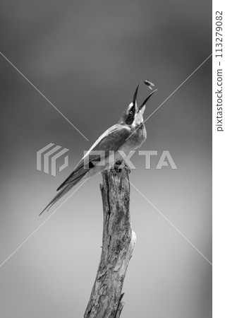 Mono European bee-eater on stump tosses fly 113279082