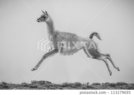 Mono guanaco jumps in air on horizon 113279085