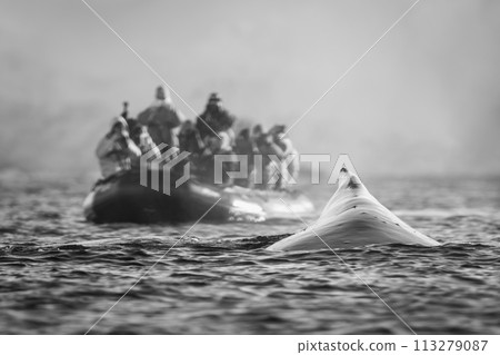 Mono humpback whale surfaces near photography boat Mono humpback whale surfaces near photography boat 113279087